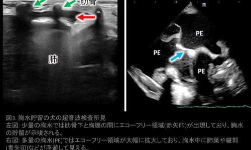 孕妇允许开车上路吗-孕妇可以开卡丁车吗网—知名的孕妇能开电车吗网站,分享孕妇可以开卡丁车吗中期知识